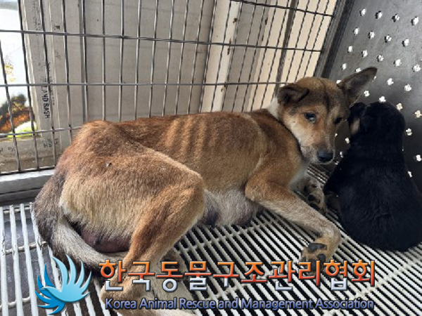 종료(안락사) 믹스…